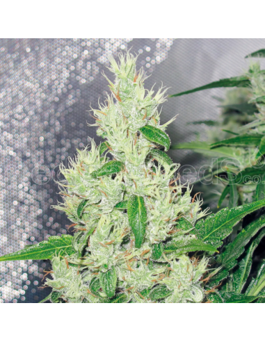 Medical Seeds Y Griega - Imagen 1