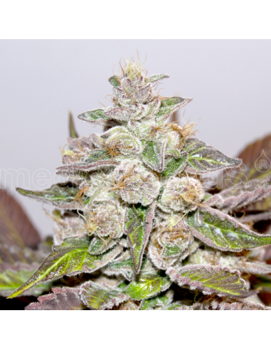 Medical Seeds Mendocino Purple Kush - Imagen 1