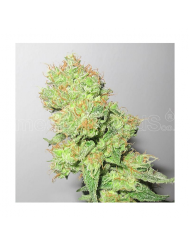 Medical Seeds Y Griega CBD Fem. - Imagen 1