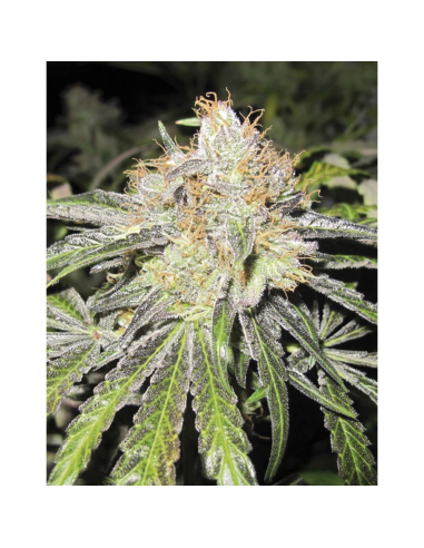 Medical Seeds Deep Neville Reg. - Imagen 1