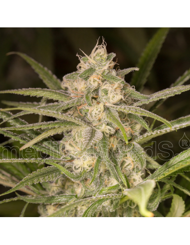 Medical Seeds No Name Auto - Imagen 1