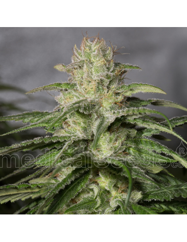 Medical Seeds OG Kush CBD - Imagen 1