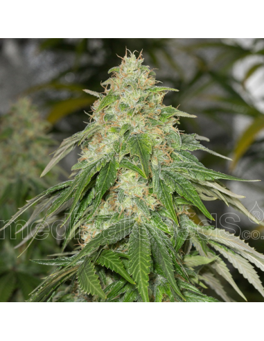 Medical Seeds Some Sweet - Imagen 1