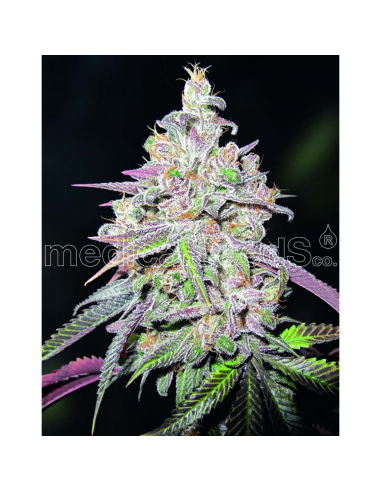 Medical Seeds Mendocino Chanel Kush - Imagen 1