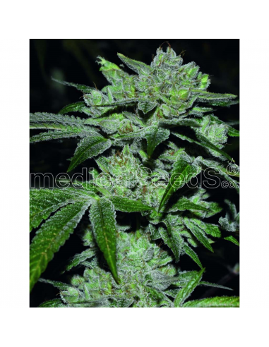 Medical Seeds Sour Glue - Imagen 1