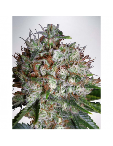 Ministry Seeds Big Bud XXL 5Und Fem - Imagen 1