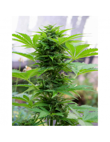 Mr. Hide Auto Winweed CBD Red - Imagen 1