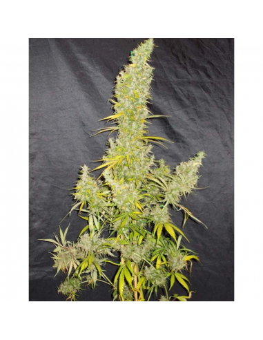 Ace Seeds Zamaldelica 5Und Reg. - Imagen 1