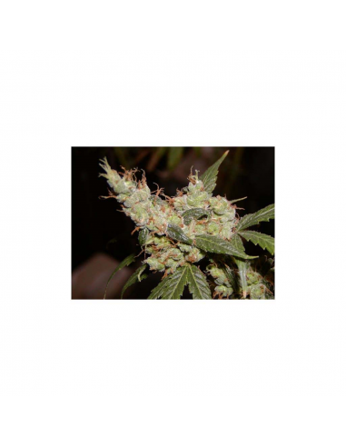 Mr. Nice Afghan Haze 15Und Reg. - Imagen 1