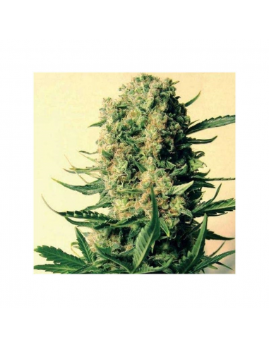 Mr. Nice Critical Skunk 15Und Reg. - Imagen 1