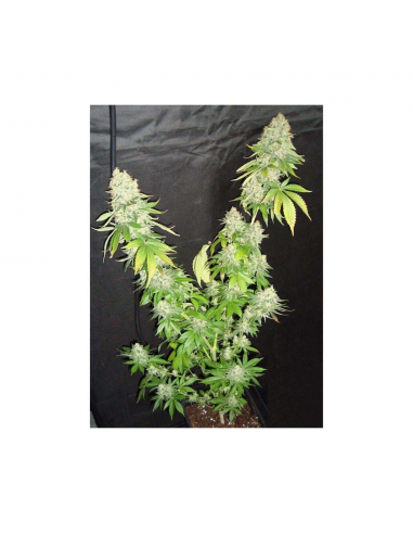 Mr. Nice G13 x Haze 15Und Reg. - Imagen 1