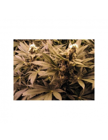 Mr. Nice G13 x Widow 15Und Reg. - Imagen 1