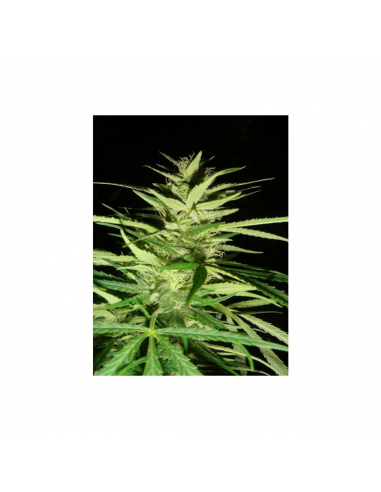 Mr. Nice Master Kush x Afghan Haze 15Und Reg - Imagen 1