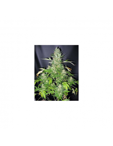 Mr. Nice Master Kush x Skunk 15Und Reg - Imagen 1