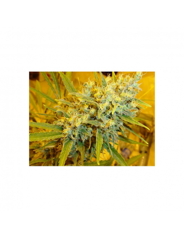 Mr. Nice Critical Haze 15Und Reg. - Imagen 1