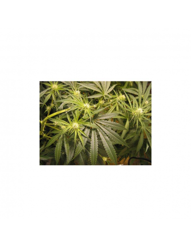 Mr. Nice Afghan Skunk x Afghan Haze 15Und Reg. - Imagen 1