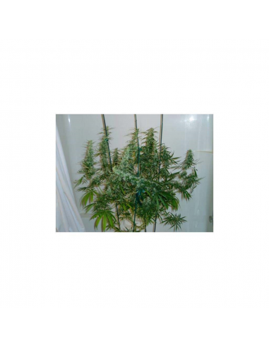 Mr. Nice Skunk Haze 15Und Reg. - Imagen 1