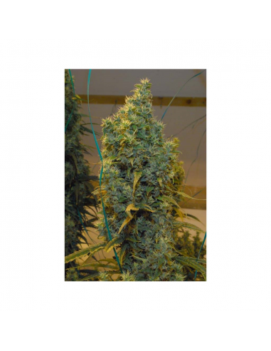 Mr. Nice NL5 x Haze 15Und Reg. - Imagen 1