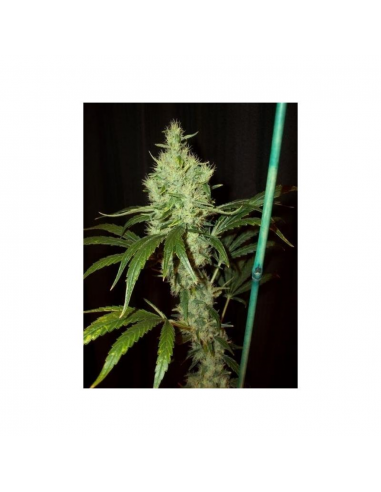 Mr. Nice Pink Floyd (Critical Mass x Haze Ac) 15Und Reg. - Imagen 1