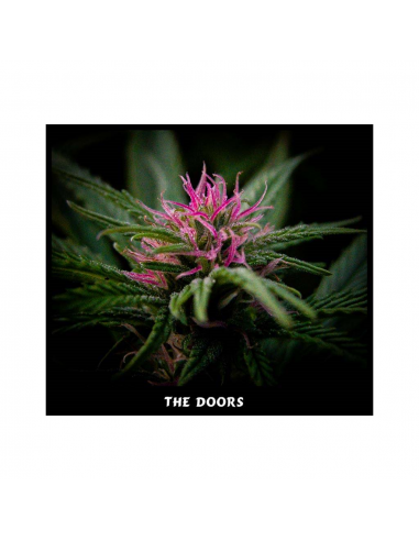 Mr. Nice The Doors (NL5 x Haze Ac) 15Und Reg. - Imagen 1