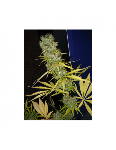 Mr. Nice The Stones (Master Kush Skunk x Haze Ac) 15Und Reg. - Imagen 1