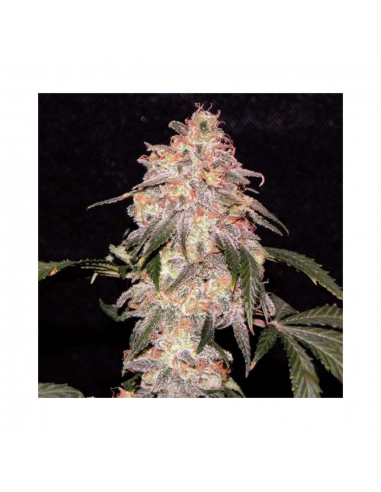 Nirvana Aurora Indica Fem. - Imagen 1