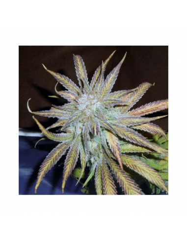 Nirvana Blue Mystic Fem. - Imagen 1