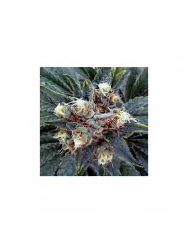 Nirvana White Rhino Fem - Imagen 1