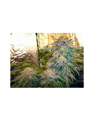 Nirvana White Widow Fem - Imagen 1