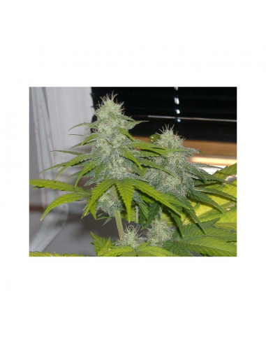 Nirvana Haze 13 Fem - Imagen 1