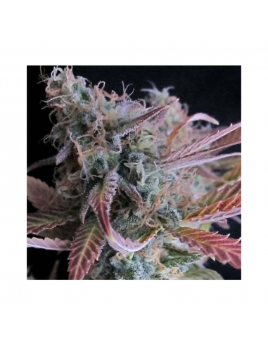 Nirvana Raspberry Cough Fem - Imagen 1