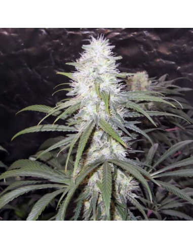 Nirvana Sterling Haze Fem - Imagen 1