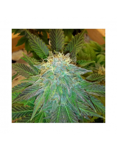 Nirvana Auto Bubblelicious - Imagen 1