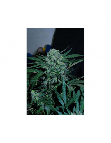 Original Sensible CBD Lemon AID 1Und Fem. - Imagen 1