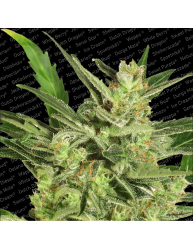 Paradise Seeds Automaria II Fem - Imagen 1