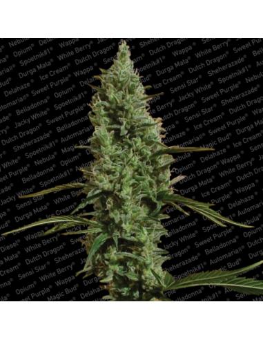 Paradise Seeds Atomical Haze Fem - Imagen 1