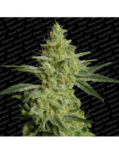 Paradise Seeds Allkush Fem - Imagen 1