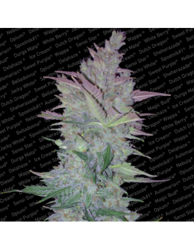 Paradise Seeds Vertigo Auto - Imagen 1