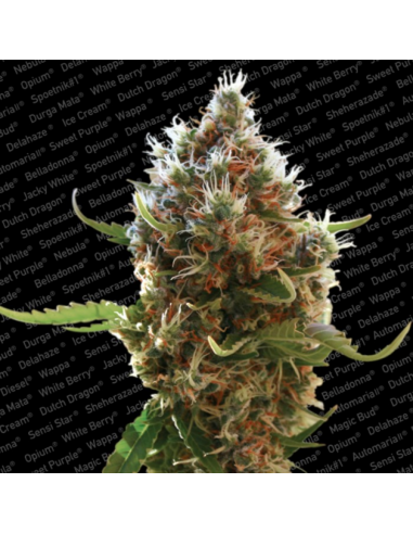 Paradise Seeds Lucid Bolt Fem - Imagen 1