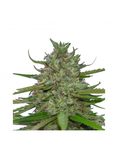 Paradise Seeds Auto Acid - Imagen 1