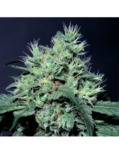 Paradise Seeds Dutch Dragon Fem. - Imagen 1