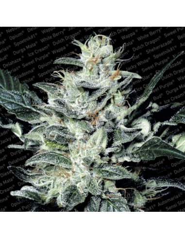 Paradise Seeds Sensi Star Fem. - Imagen 1