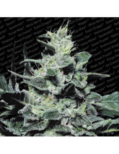 Paradise Seeds Nebula Fem. - Imagen 1