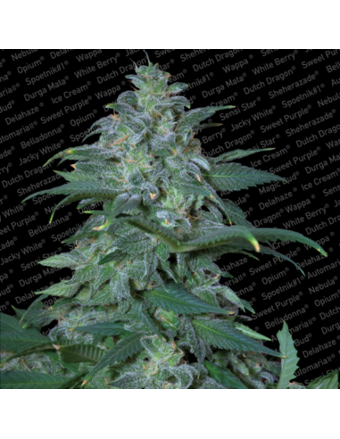 Paradise Seeds Magic Bud Fem. - Imagen 1