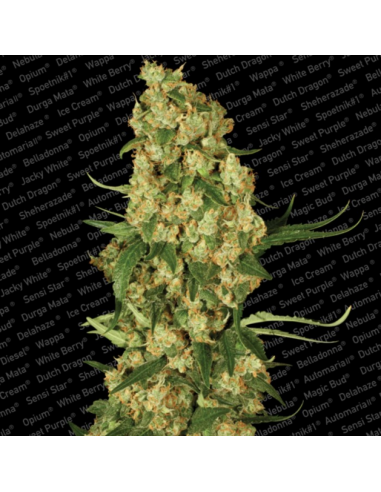 Paradise Seeds Wappa Fem. - Imagen 1