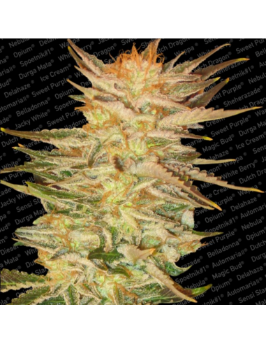 Paradise Seeds Ice Cream Fem. - Imagen 1