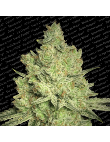 Paradise Seeds Jacky White Fem. - Imagen 1