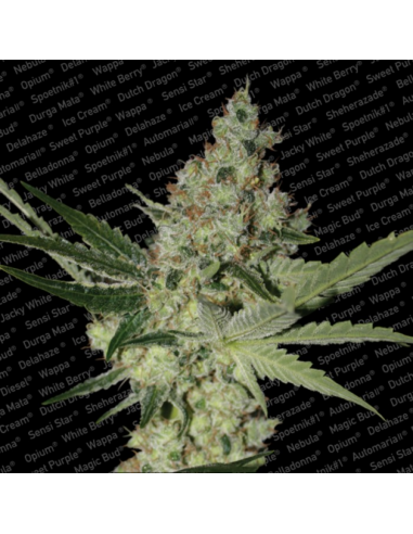 Paradise Seeds Acid Fem - Imagen 1