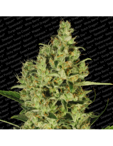 Paradise Seeds Delahaze Fem. - Imagen 1