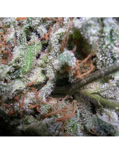 Paradise Seeds Champions Pack Indica Fem - Imagen 1